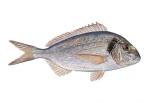 bream