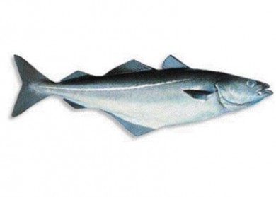 coalfish