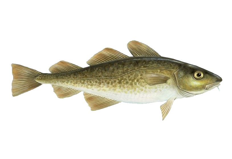 Arctic Cod Fish