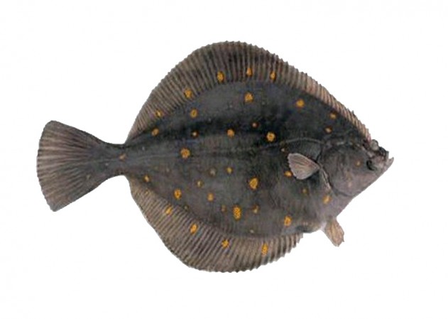 gray flounder