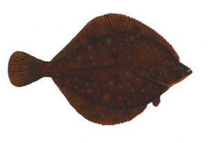 plaice