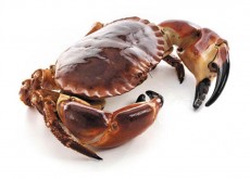 brown crab ireland
