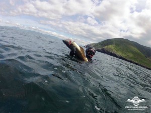 kerry-spearfishing-pollock