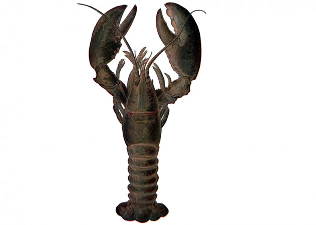 lobster-ireland