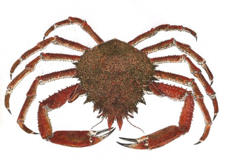 Spider Crab Ireland