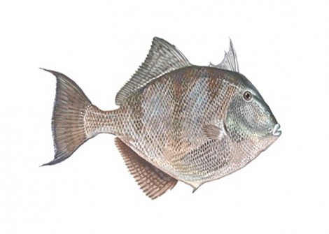 triggerfish ireland
