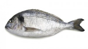 gilt head bream